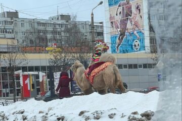 В Твери зимой можно прокатиться на верблюде