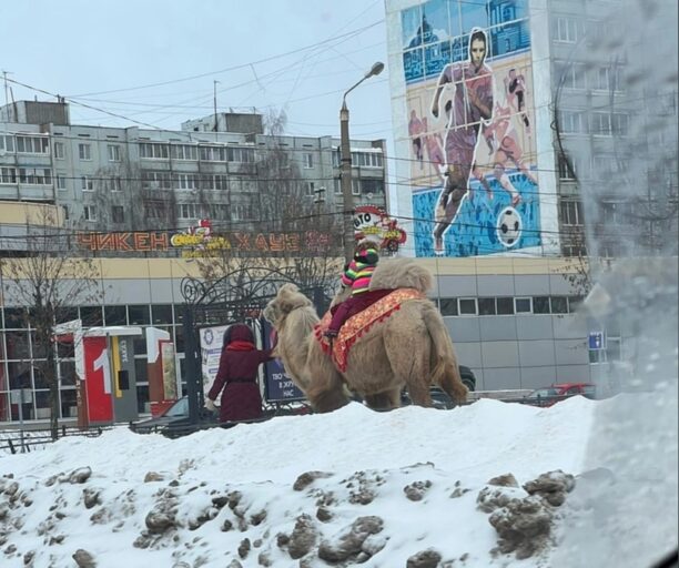 В Твери зимой можно прокатиться на верблюде
