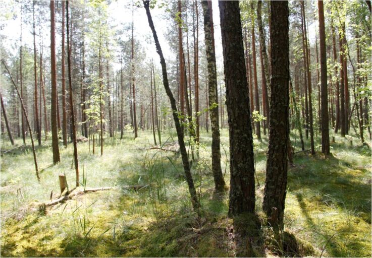 В Тверской области утверждены границы пяти особо охраняемых природных территорий