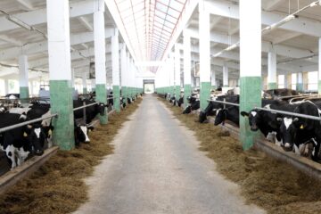 Сельскохозяйственные организации Тверской области наращивают производство мяса и молока