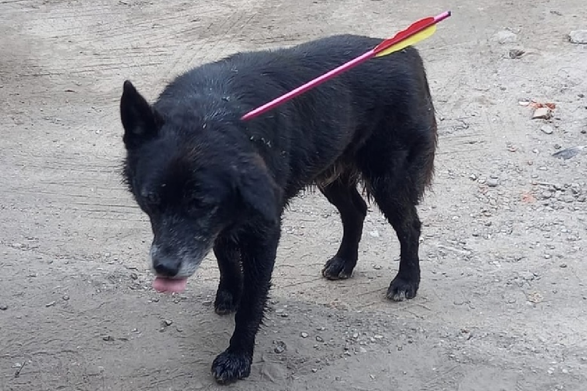 В Тверской области спасли жизнь собаке, которая ходила со стрелой в голове