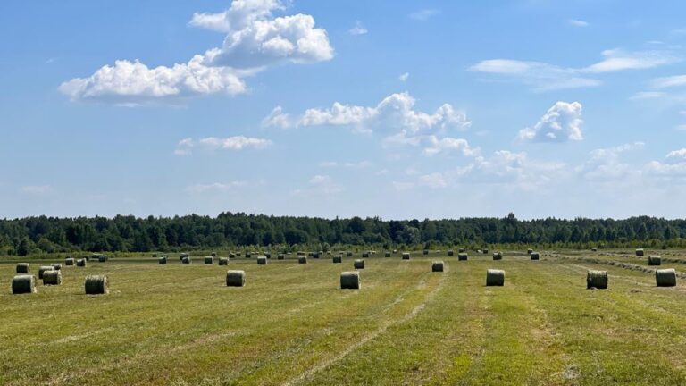 Какие районы Тверской области лидируют в заготовке кормов