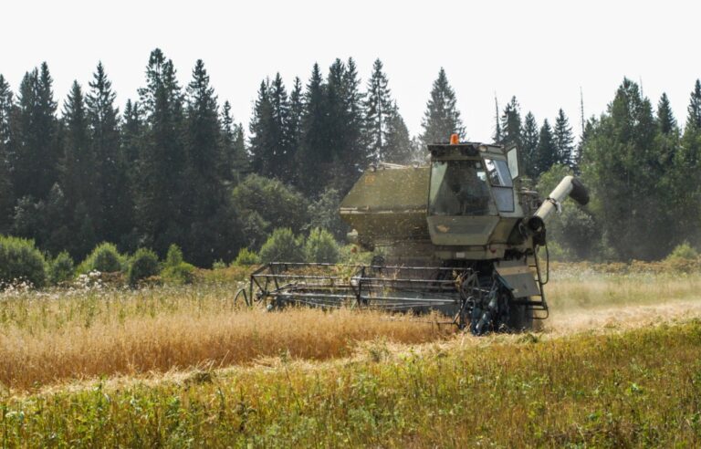 В Тверской области приступили к уборке озимой пшеницы