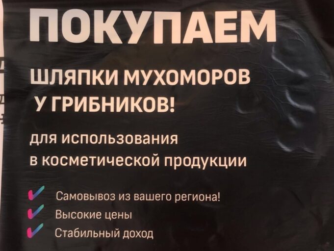 Жителям Тверской области предлагают заработать на мухоморах