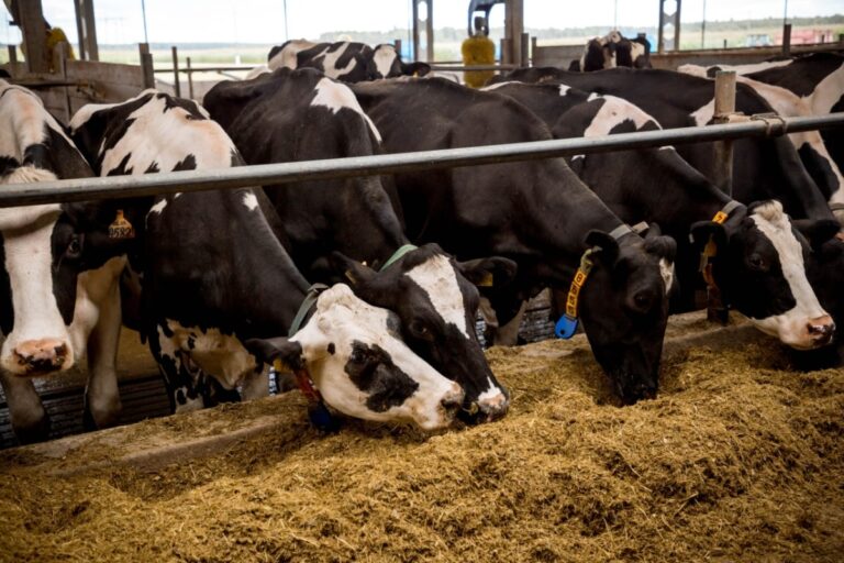 В Тверской области растут темпы мясного и молочного производства