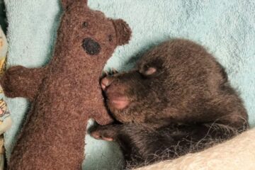 В Тверской области не смогли спасти медвежонка