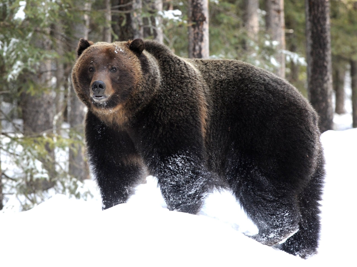 В лесу под Тверью бродит опасный медведь