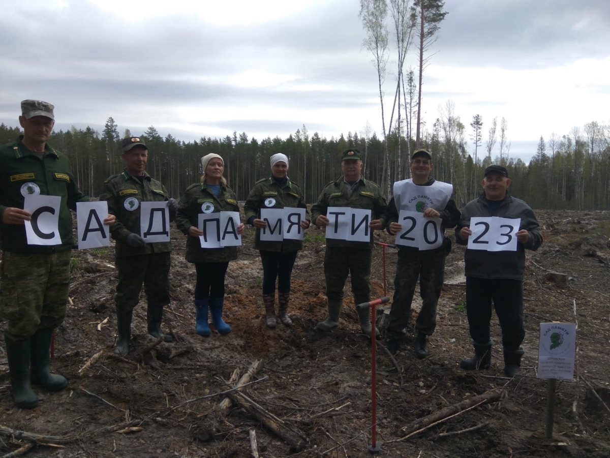 В Тверской области высадили почти 2,7 млн деревьев