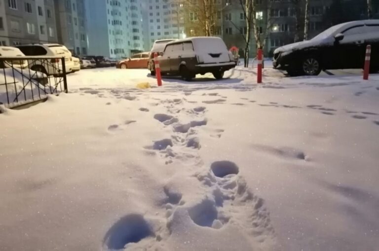 В Тверской области на Новый год обещают много снега