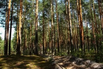 В деревне Изворотень Калининского округа построят базу отдыха