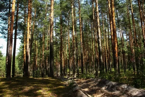 В деревне Изворотень Калининского округа построят базу отдыха