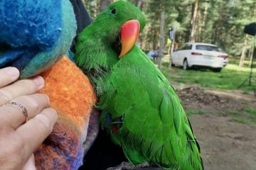 В съемках фильма в одной из деревень Калининского округа участвовал попугай Арбуз