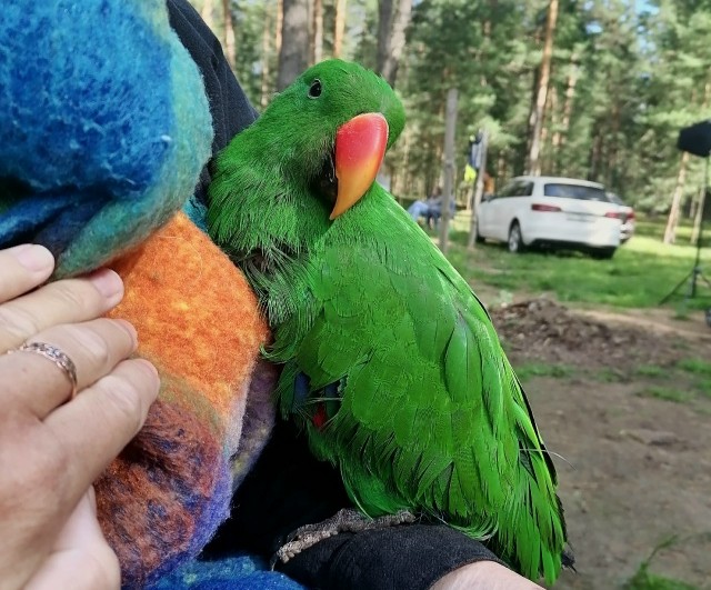 В съемках фильма в одной из деревень Калининского округа участвовал попугай Арбуз